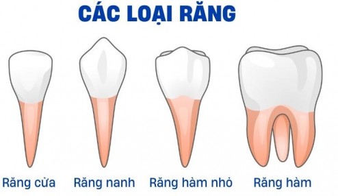 Răng vĩnh viễn là răng nào?