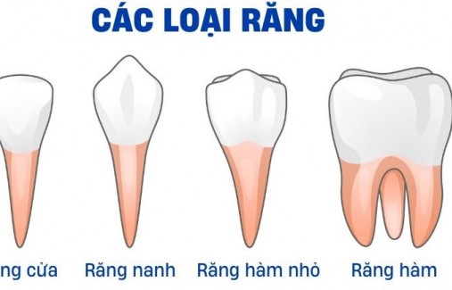 Răng vĩnh viễn là răng nào?